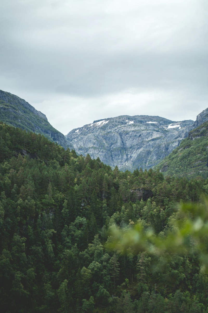Wall Poster - Jungle Canopy in Norway