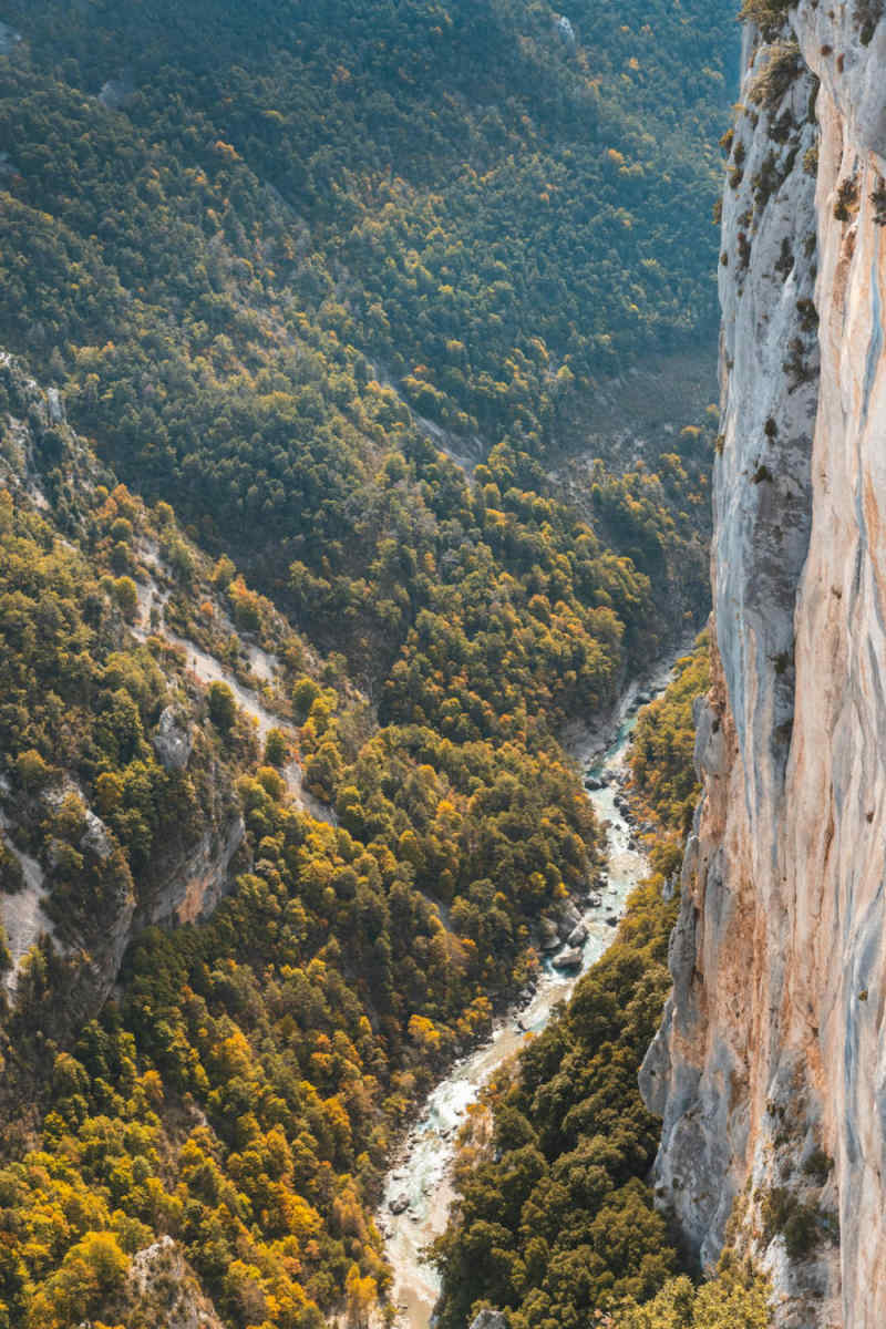 Wall Poster - Jungle Canopy in Provence