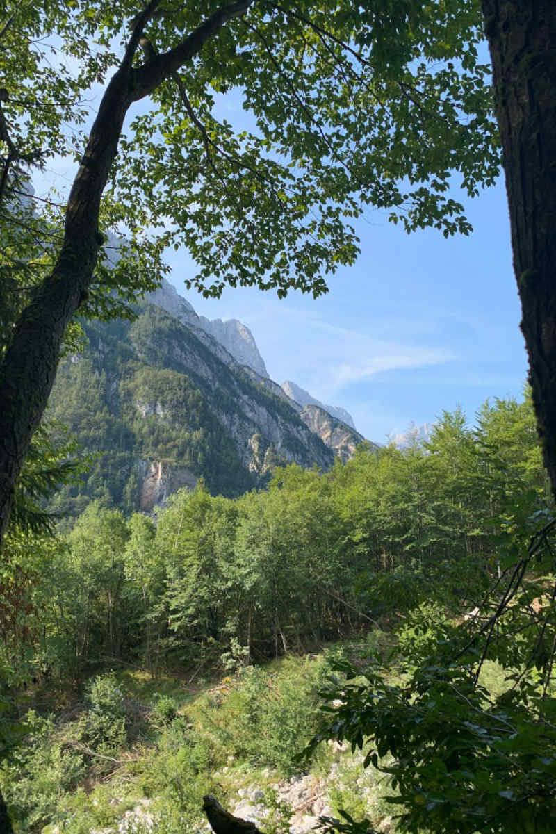 Wall Poster - Jungle Canopy in Slovenia