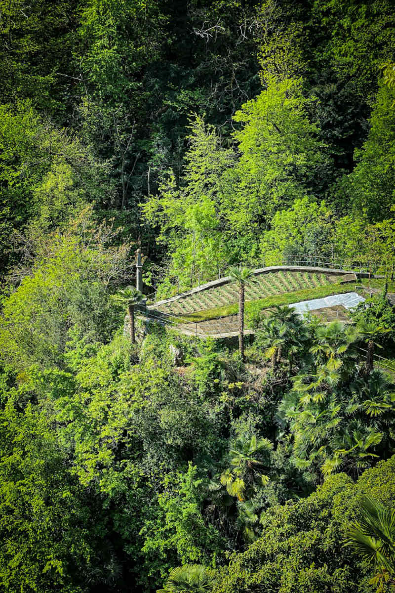 Wall Poster - Jungle Canopy in Switzerland