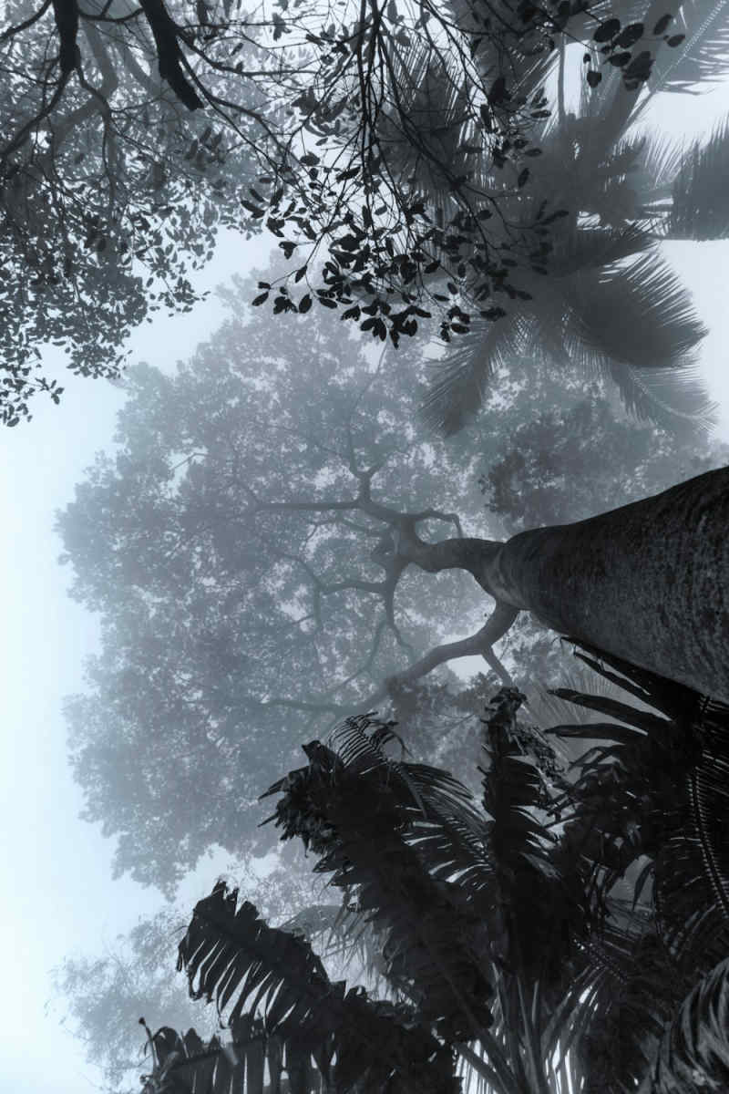Wall Poster - Jungle Canopy in the Black Forest
