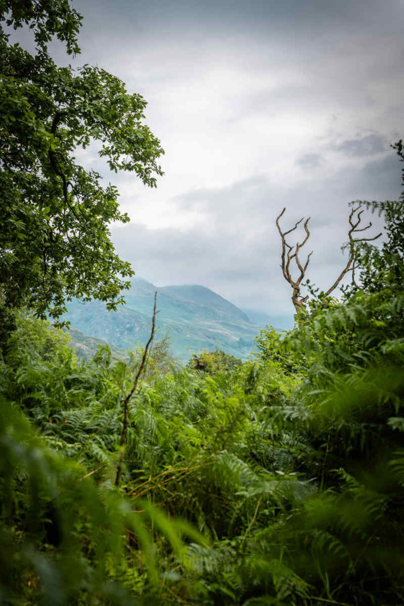 Wall Poster - Jungle Canopy in the Lake District