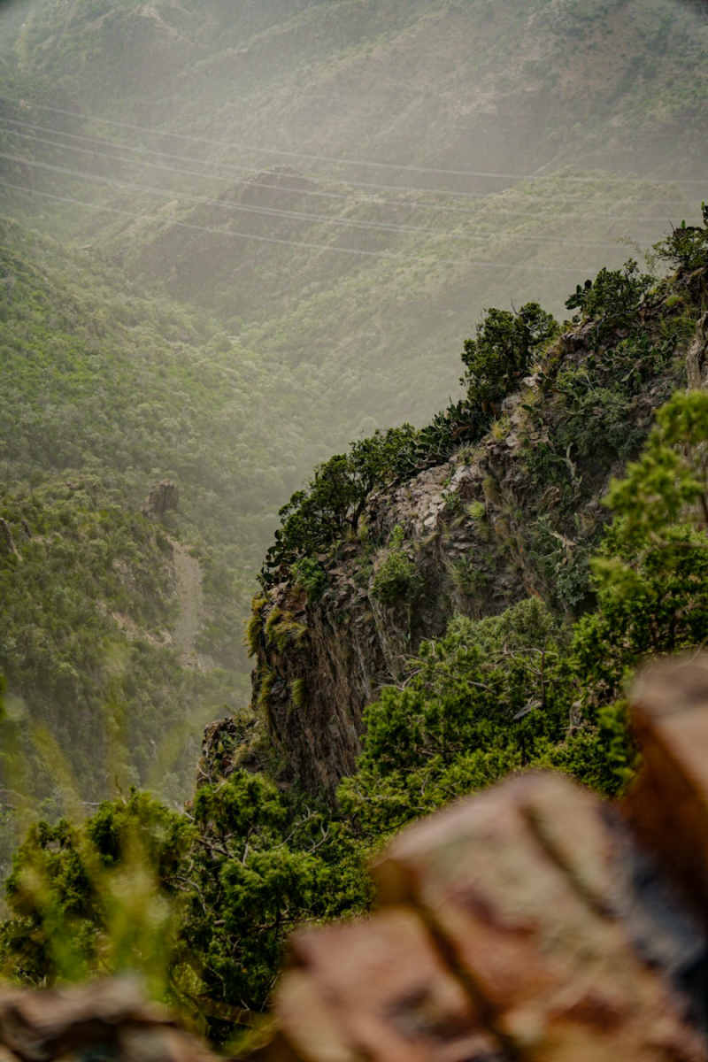 Wall Poster - Jungle Canopy in the Rocky Mountains