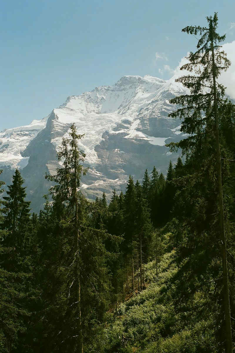 Wall Poster - Jungle Canopy in the Swiss Alps
