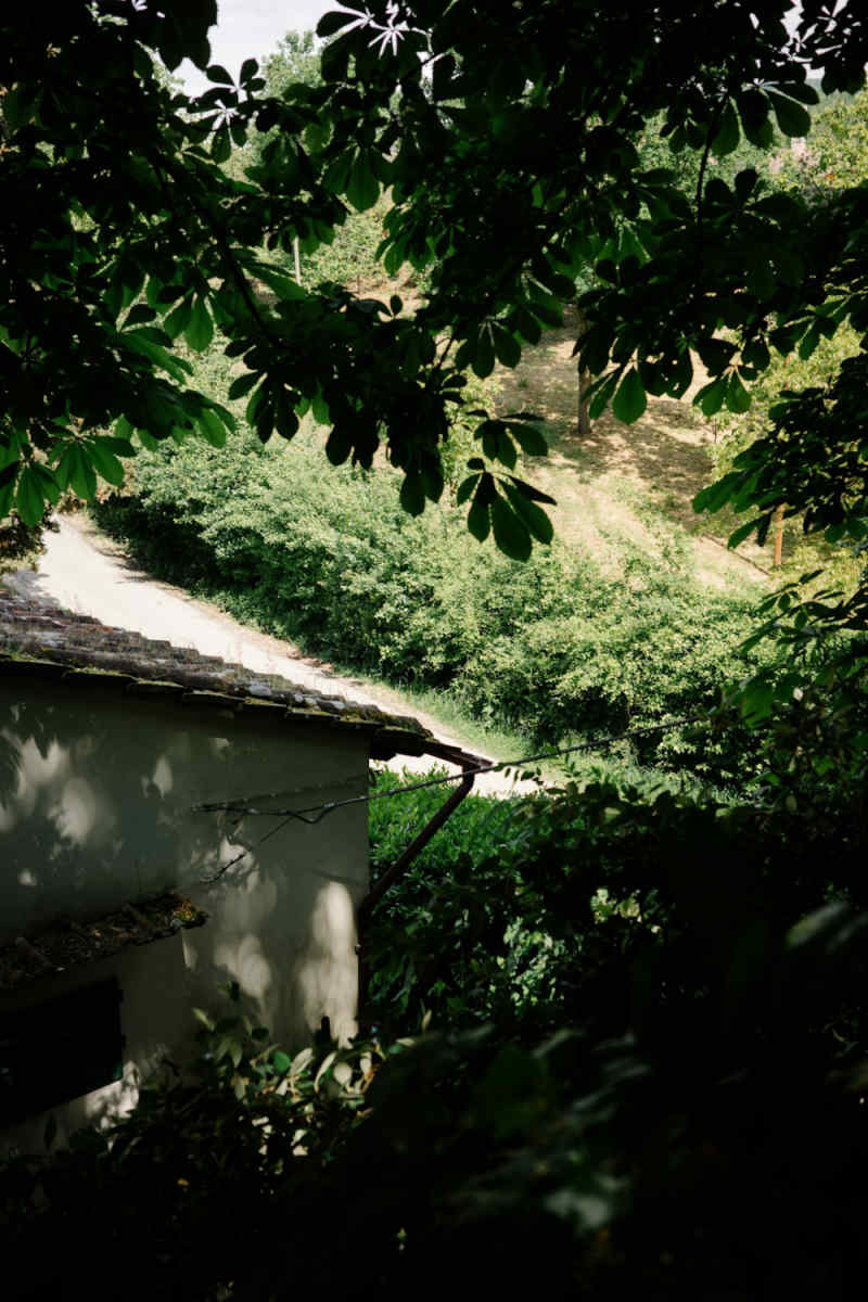 Wall Poster - Jungle Canopy in Tuscany
