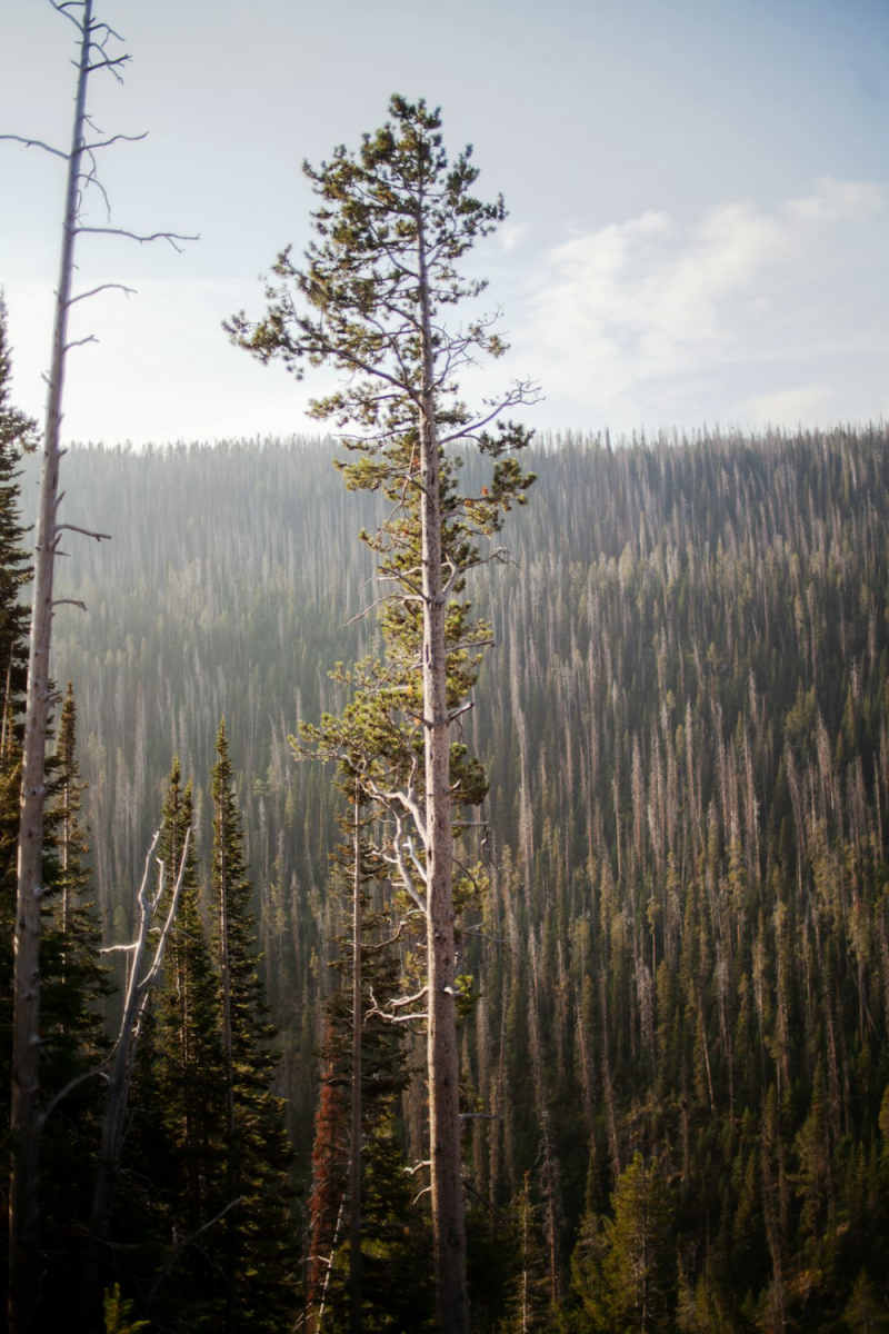 Wall Poster - Jungle Canopy in Yellowstone