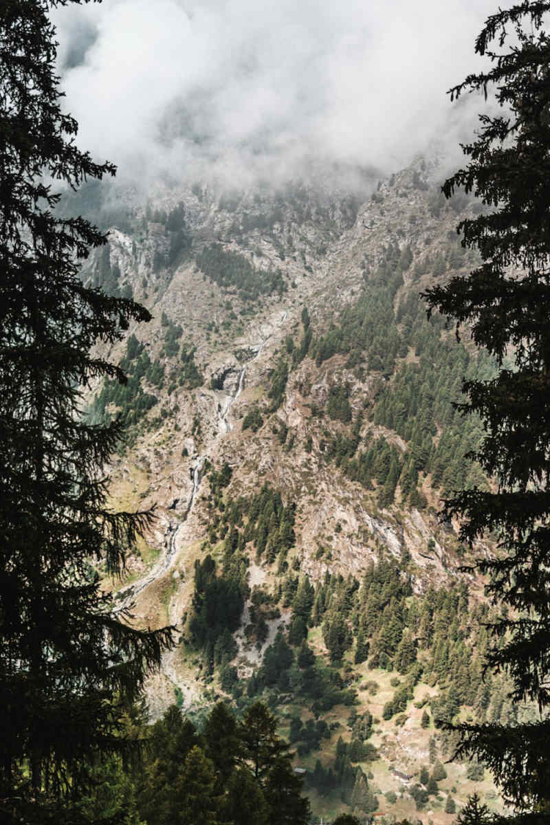 Wall Poster - Jungle Canopy in Zermatt