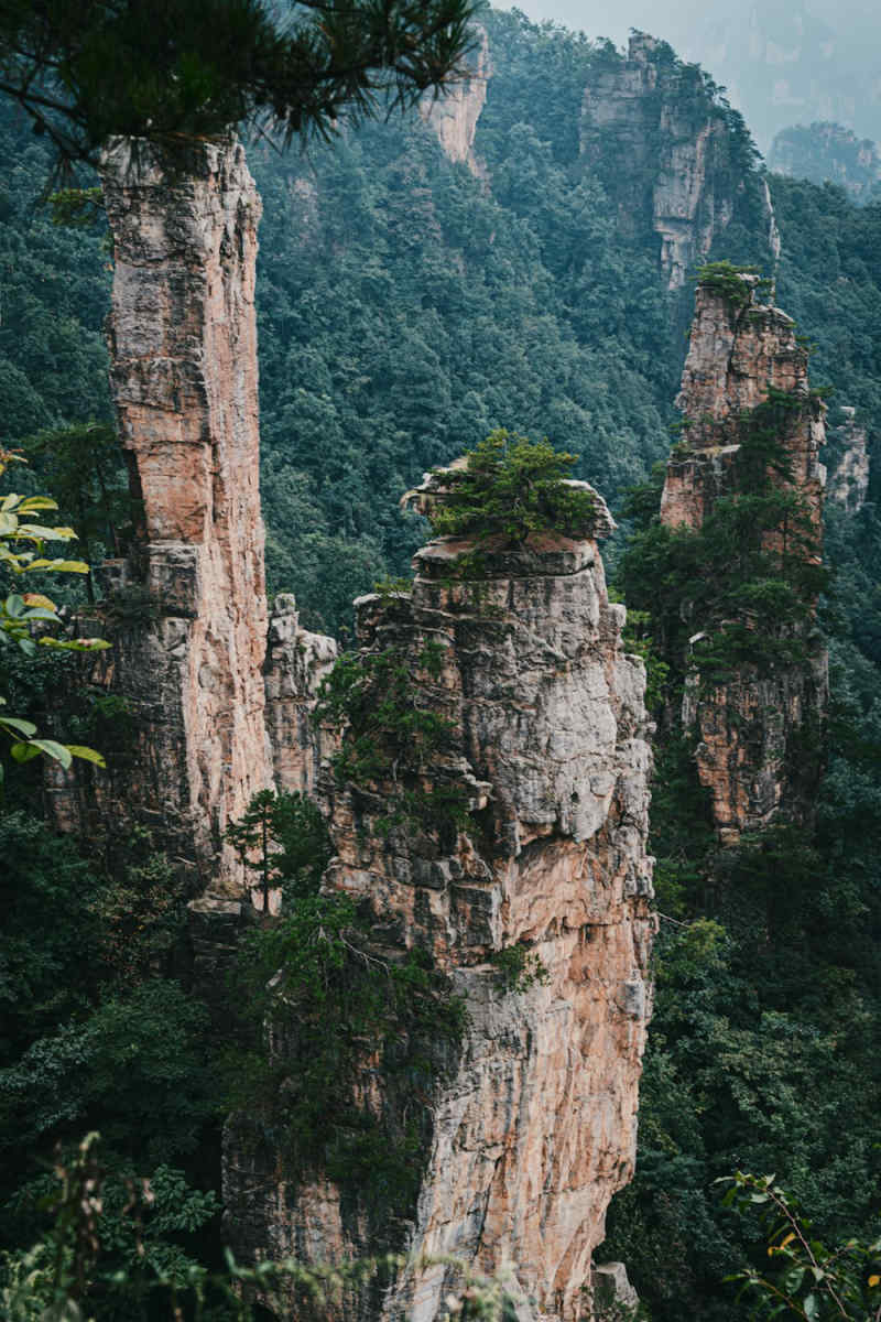 Wall Poster - Jungle Canopy in Zhangjiajie