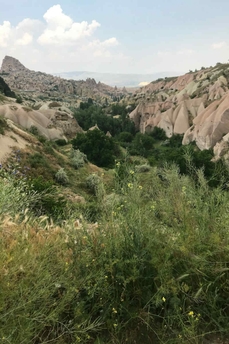 Wall Poster - Lavender Field in Cappadocia