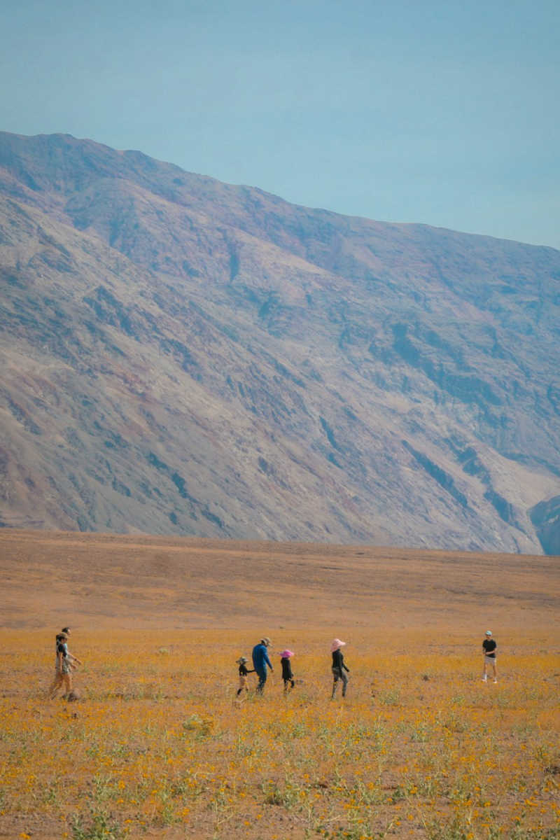 Wall Poster - Lavender Field in Death Valley