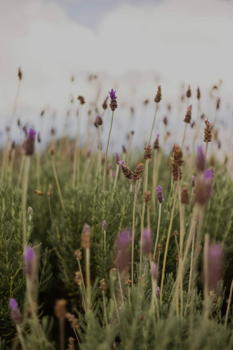 Wall Poster - Lavender Field in Hawaii