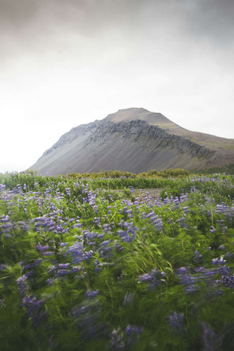 Wall Poster - Lavender Field in Iceland
