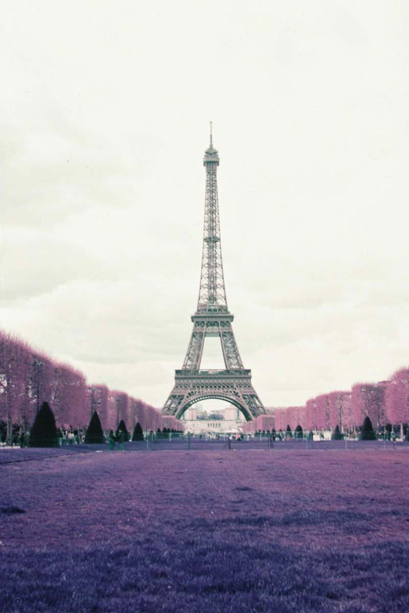 Wall Poster - Lavender Field in Paris