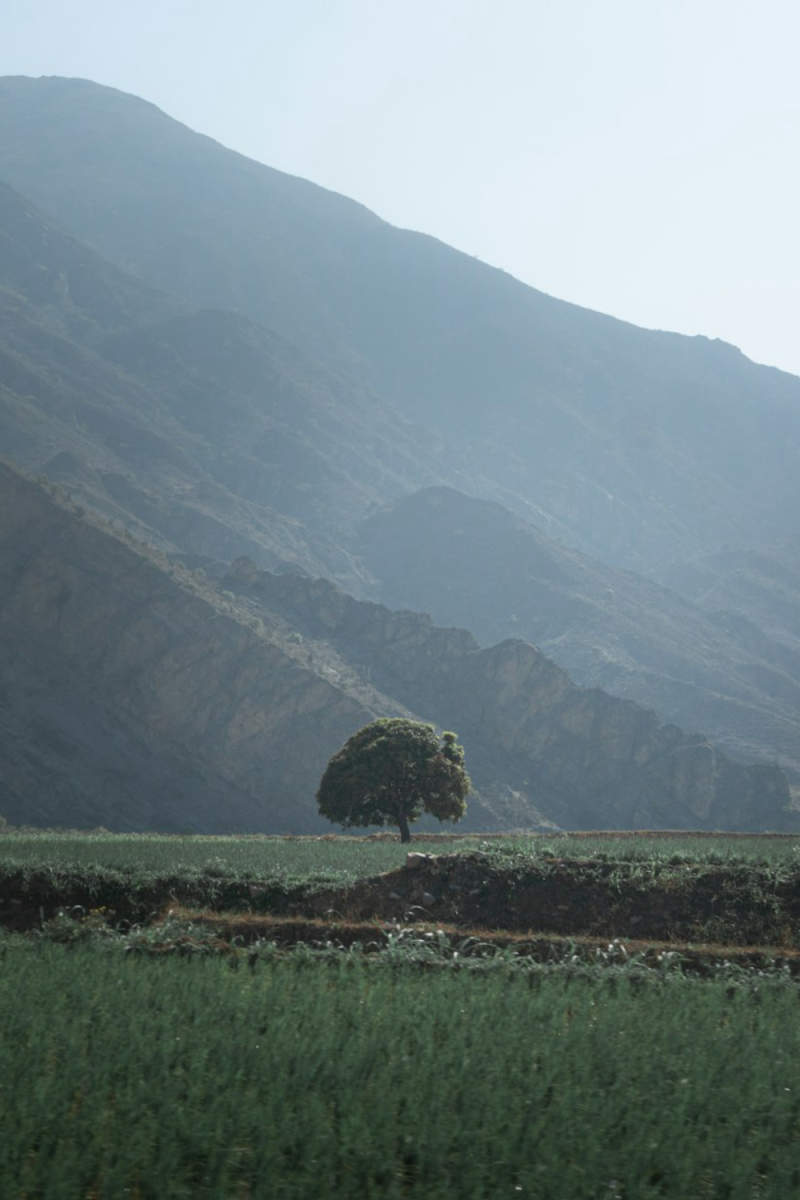Wall Poster - Lavender Field in Peru