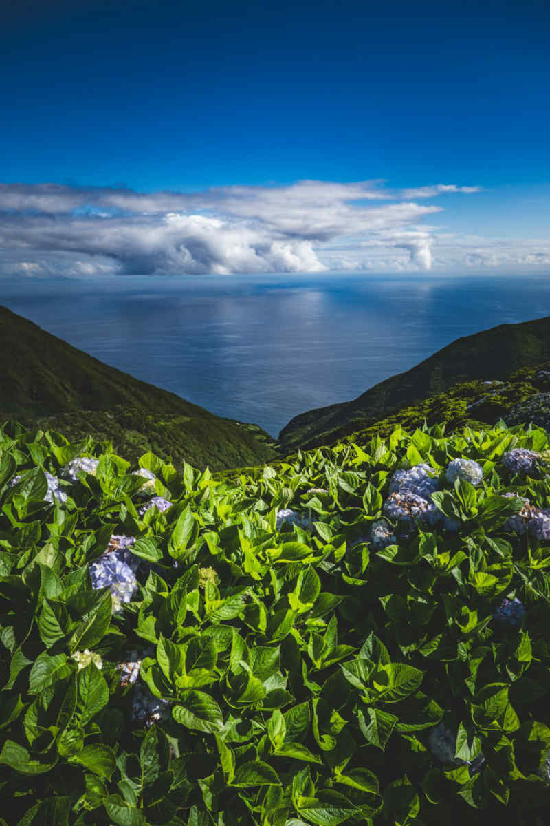 Wall Poster - Lavender Field in the Azores