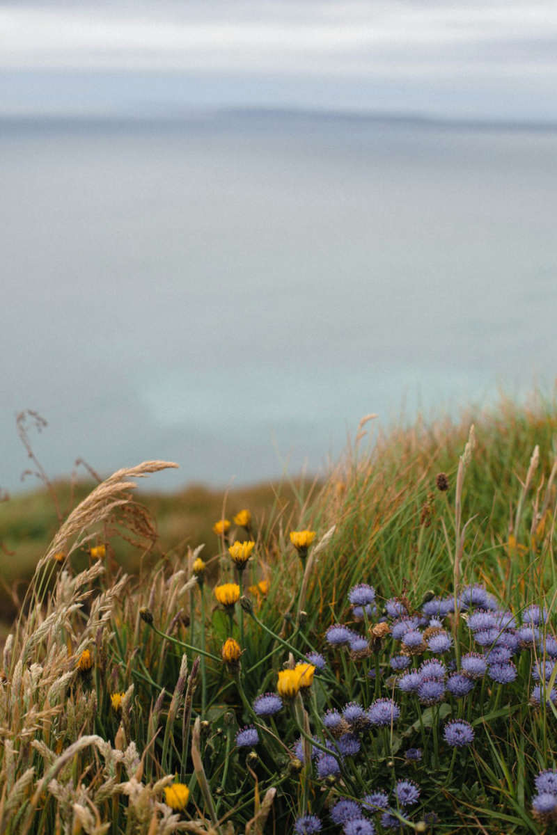 Wall Poster - Lavender Field in the Cliffs of Moher