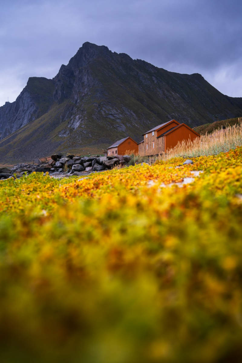 Wall Poster - Lavender Field in the Lofoten Islands