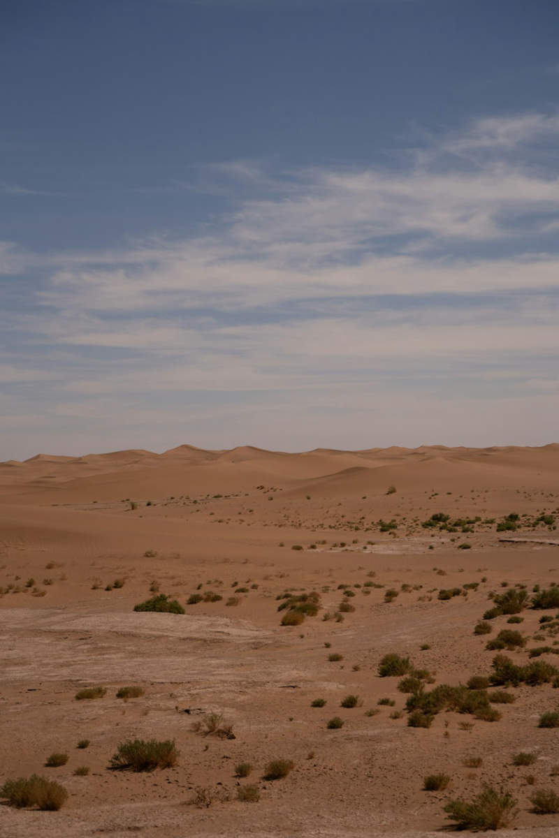 Wall Poster - Lavender Field in the Sahara