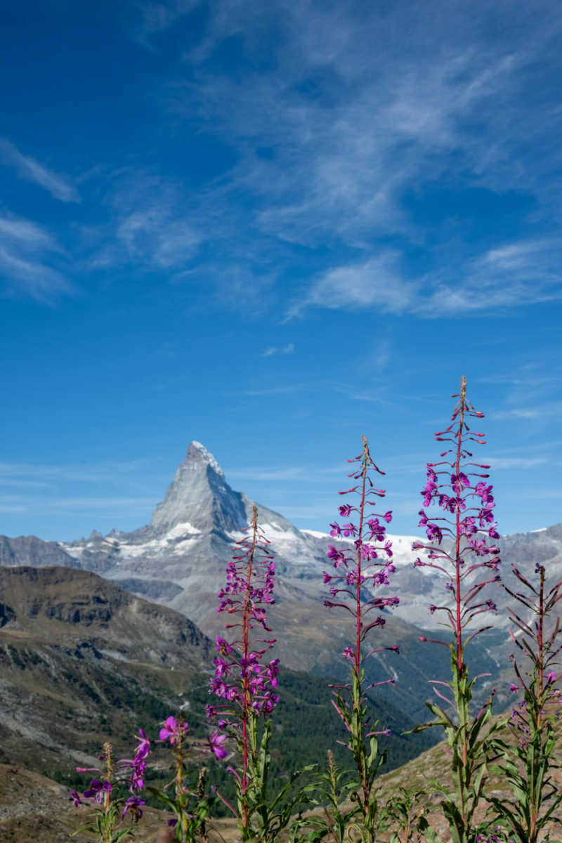 Wall Poster - Lavender Field in Zermatt