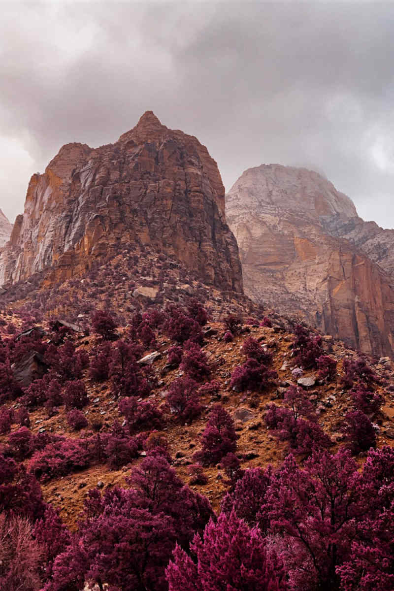 Wall Poster - Lavender Field in Zion National Park
