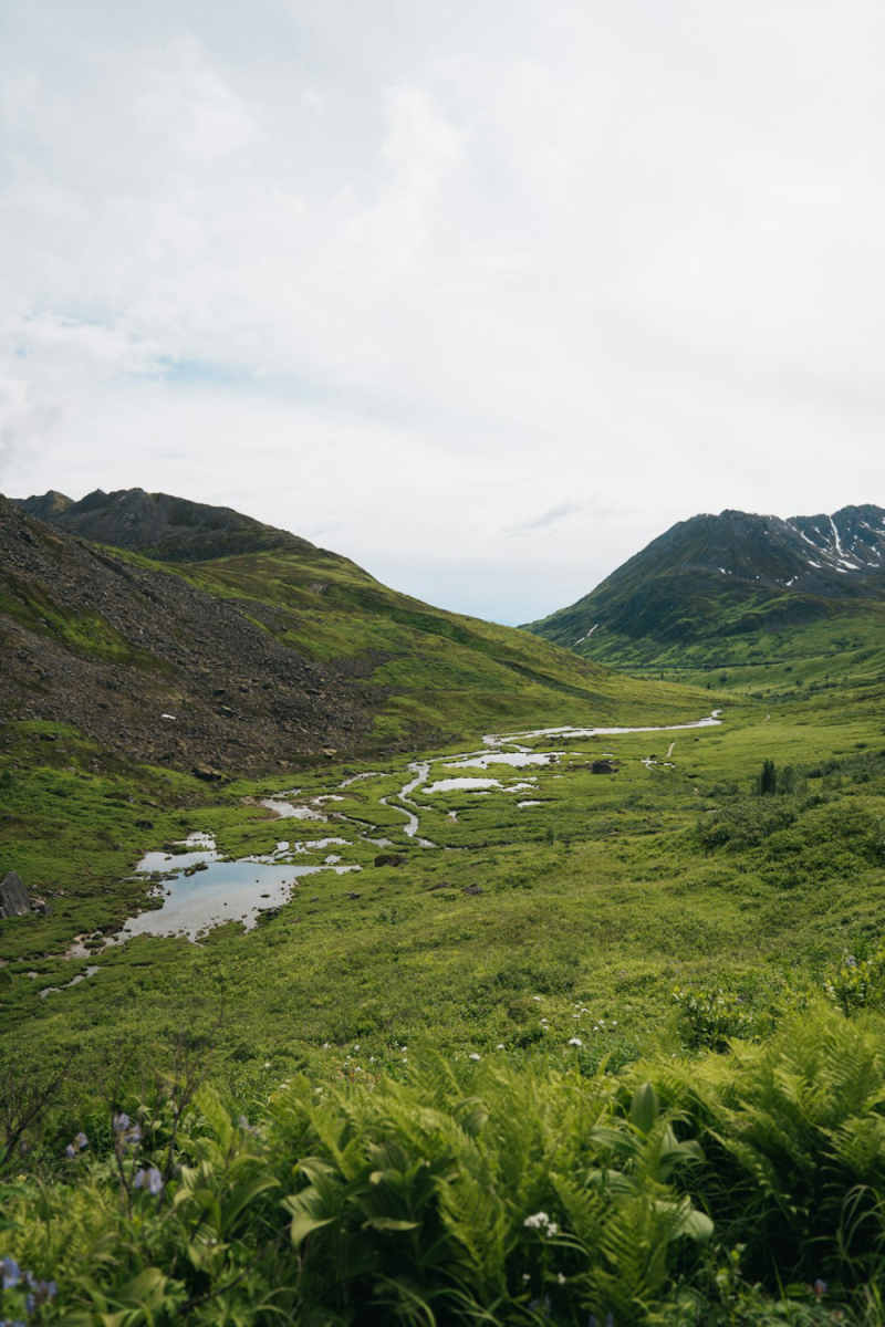 Wall Poster - Meadow in Alaska