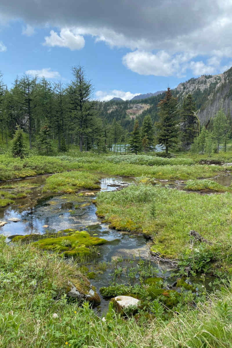 Wall Poster - Meadow in Banff