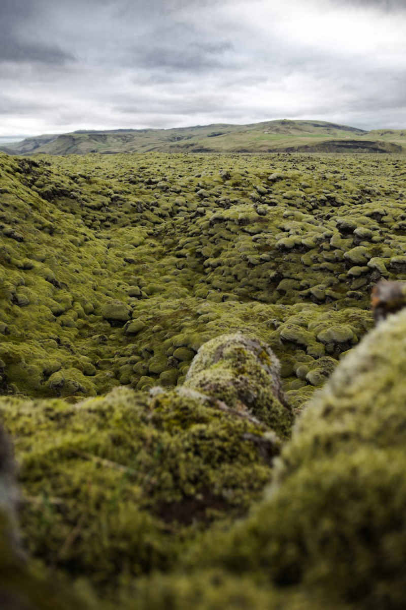 Wall Poster - Meadow in Greenland
