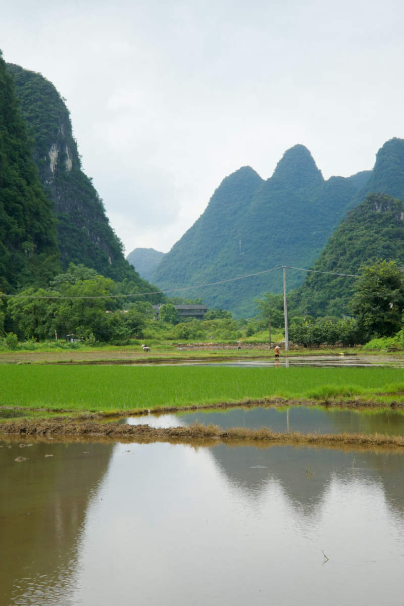 Wall Poster - Meadow in Guilin