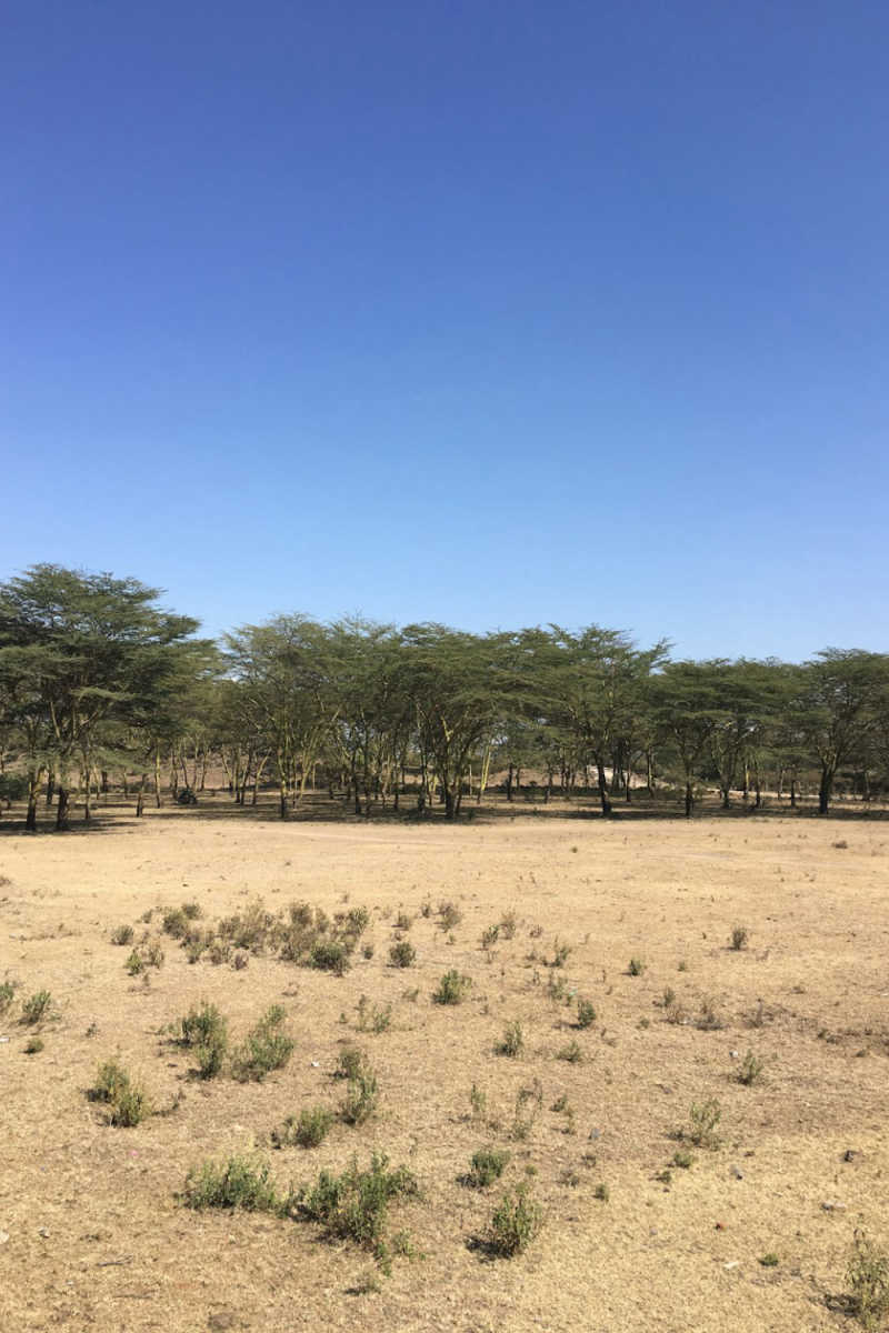 Wall Poster - Meadow in Kenya