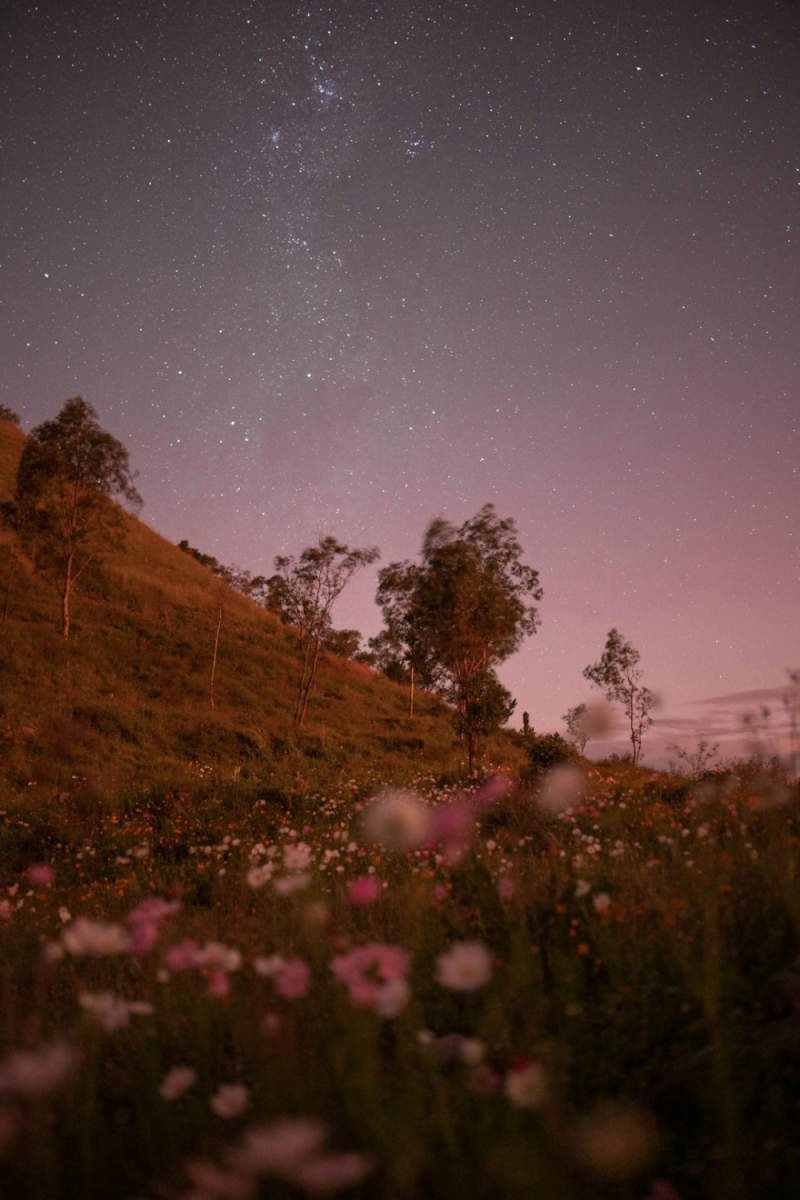 Wall Poster - Meadow in Madagascar