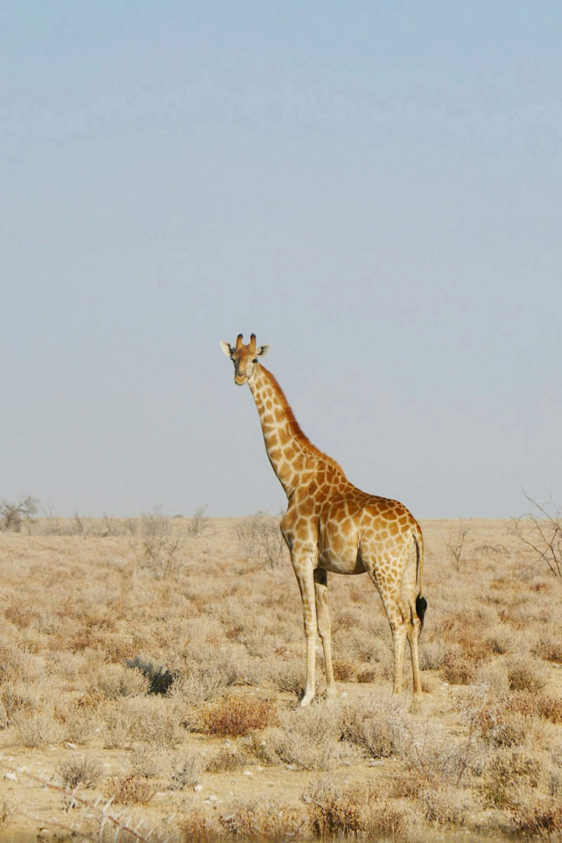 Wall Poster - Meadow in Namibia