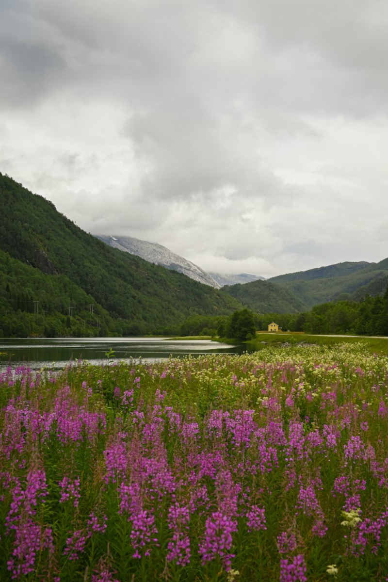 Wall Poster - Meadow in Norway