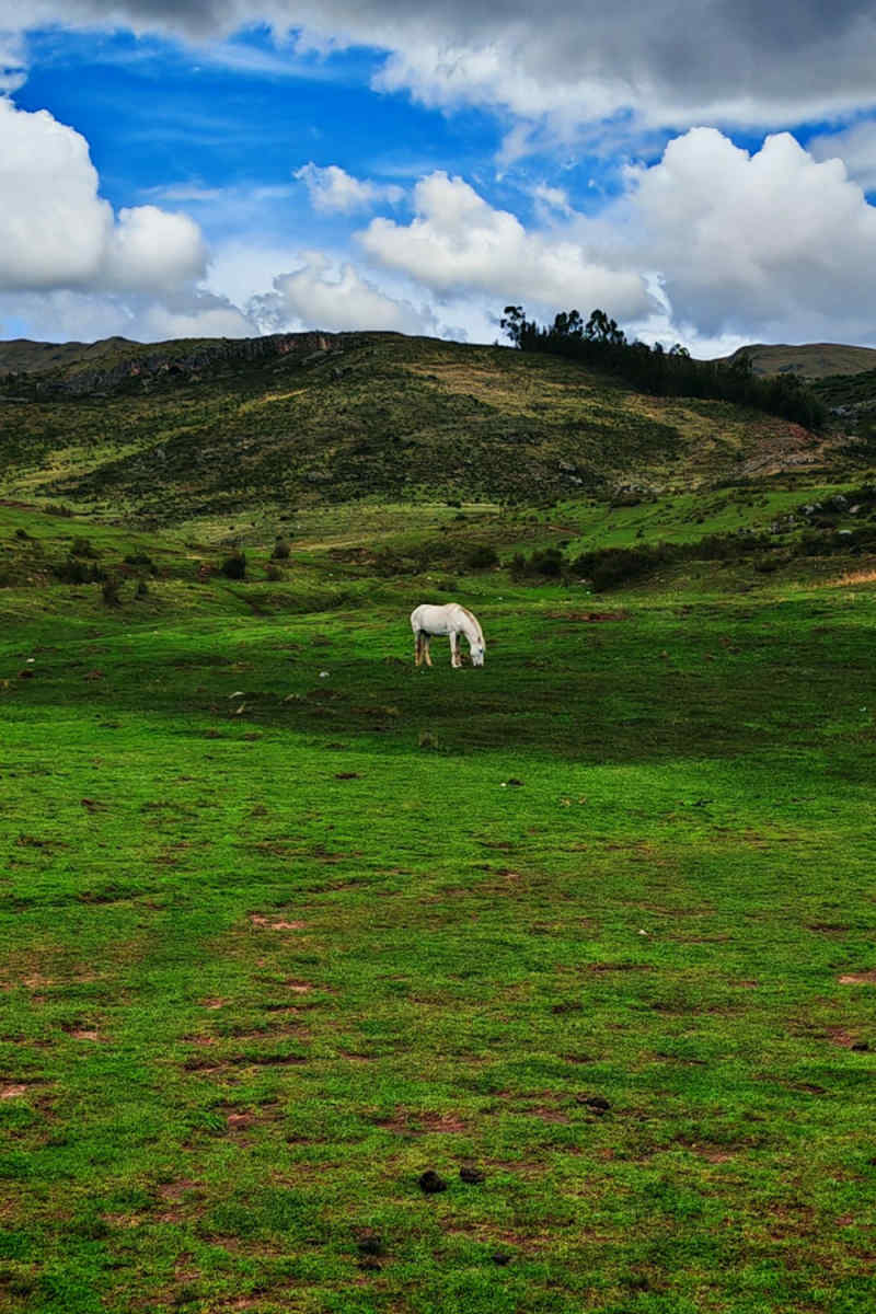 Wall Poster - Meadow in Peru