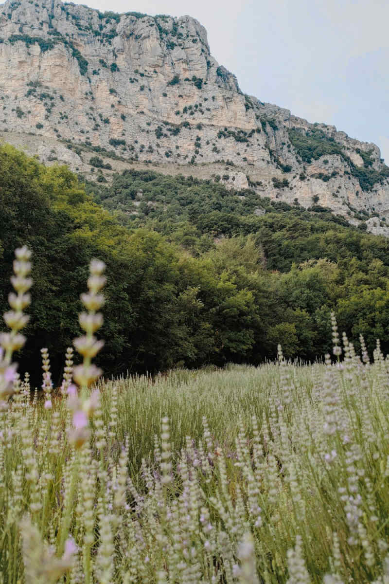 Wall Poster - Meadow in Provence