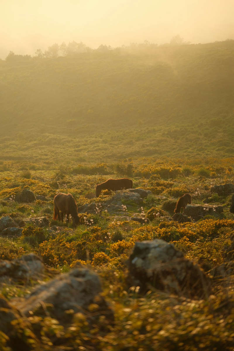 Wall Poster - Meadow in Sintra
