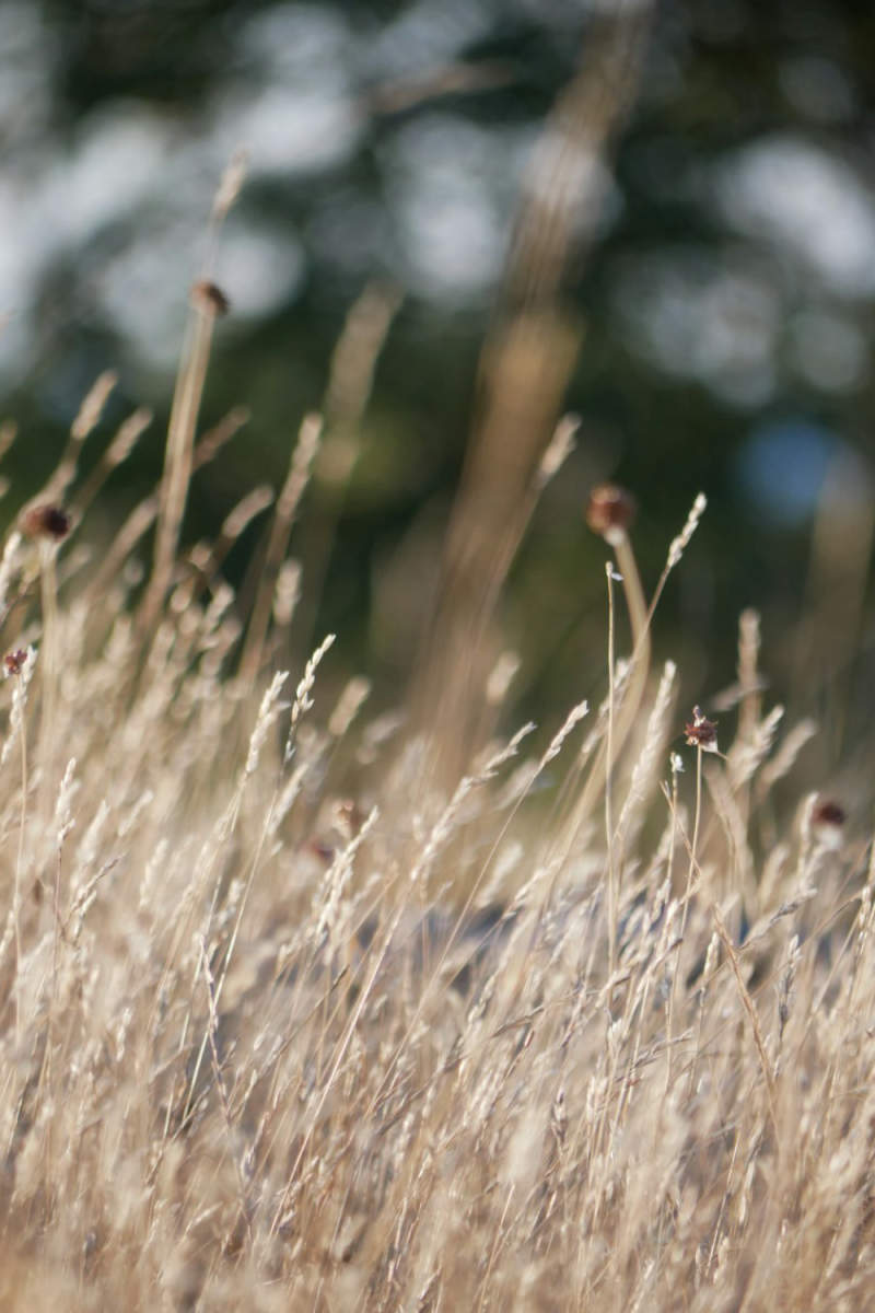 Wall Poster - Meadow in Sweden