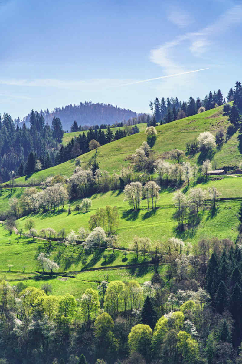 Wall Poster - Meadow in the Black Forest