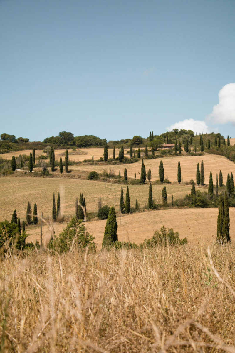 Wall Poster - Meadow in Tuscany