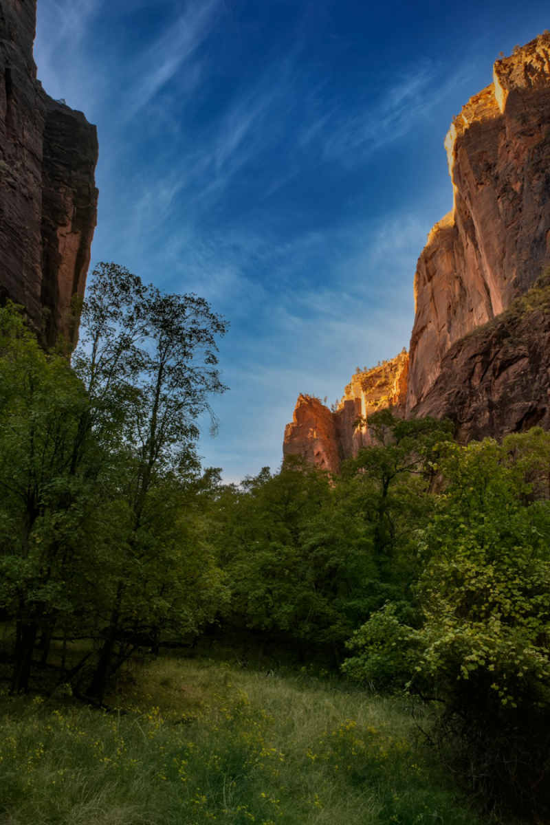 Wall Poster - Meadow in Zion National Park