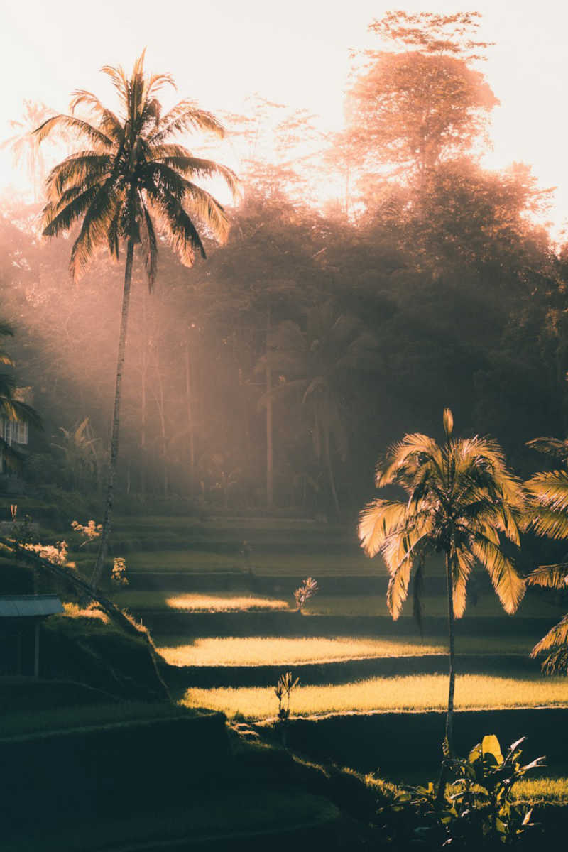 Wall Poster - Morning Mist in Bali