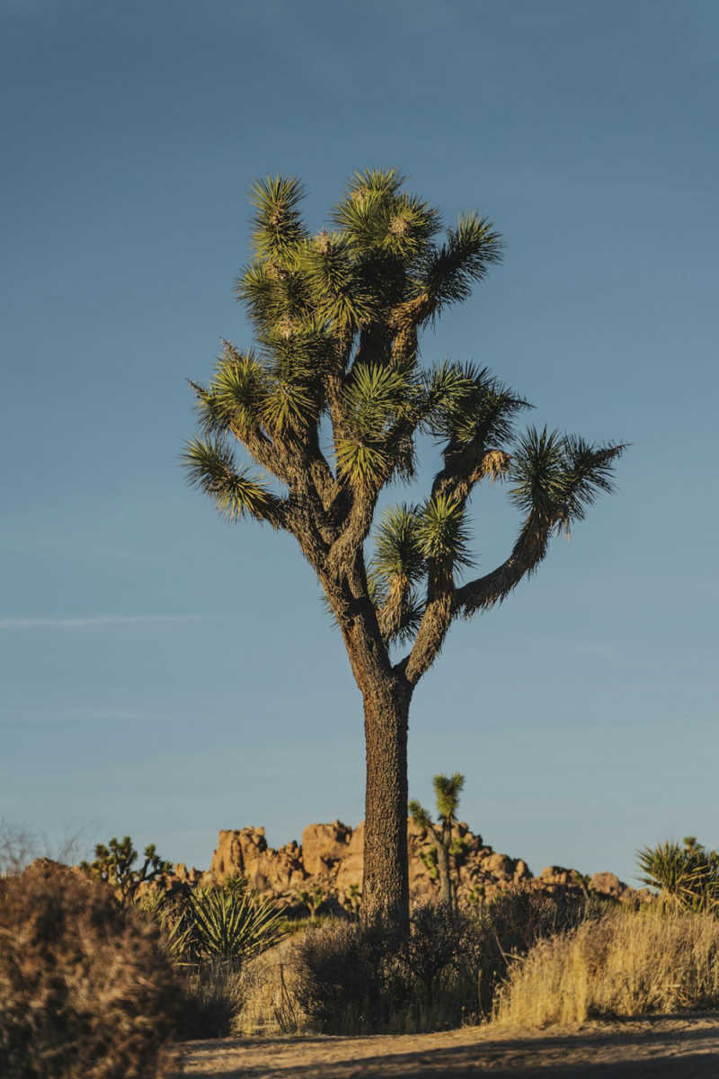 Wall Poster - Morning Mist in Joshua Tree