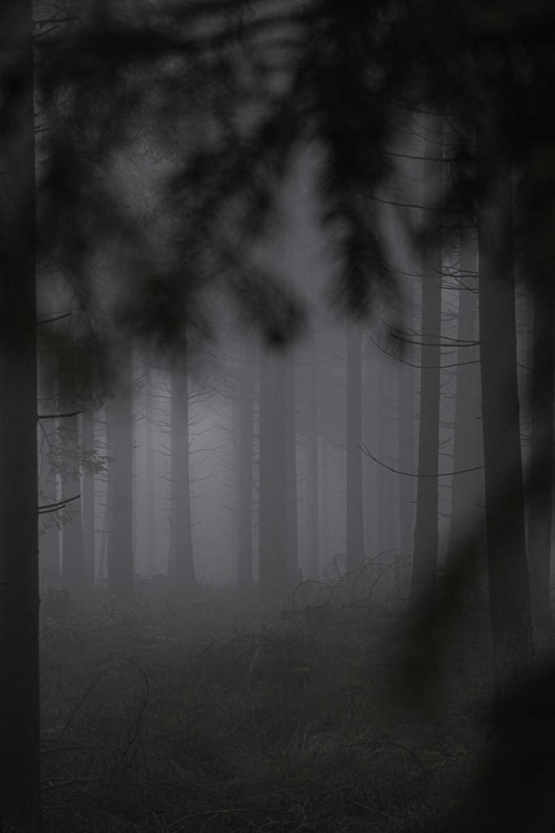 Wall Poster - Morning Mist in the Black Forest