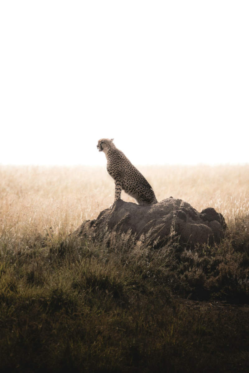 Wall Poster - Morning Mist in the Serengeti