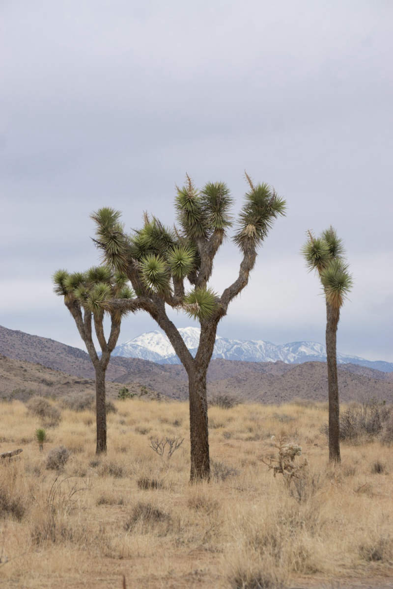 Wall Poster - Mountain Range in Joshua Tree