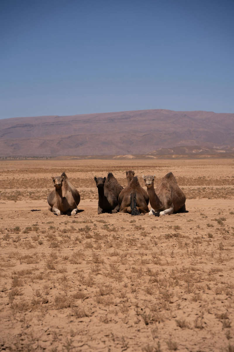 Wall Poster - Mountain Range in the Sahara
