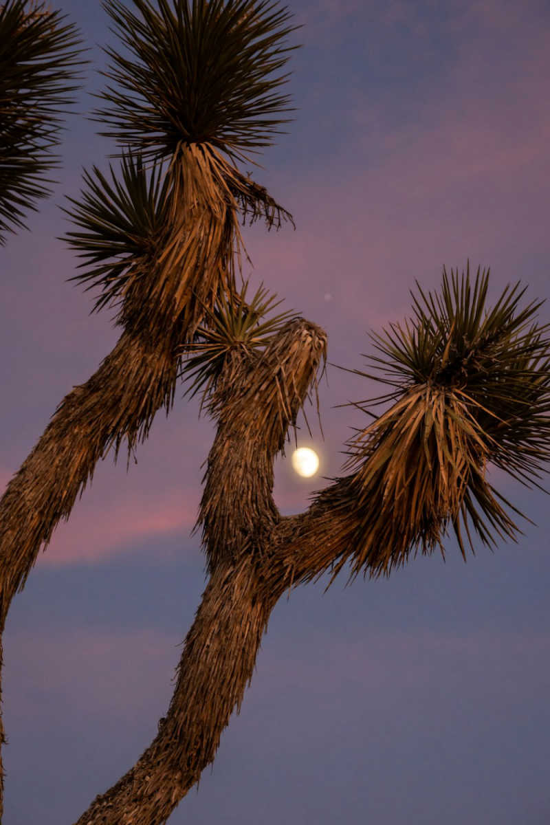 Wall Poster - Night Market in Joshua Tree